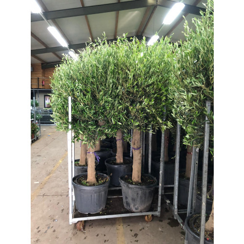 Seagrave Nurseries Olive Trees